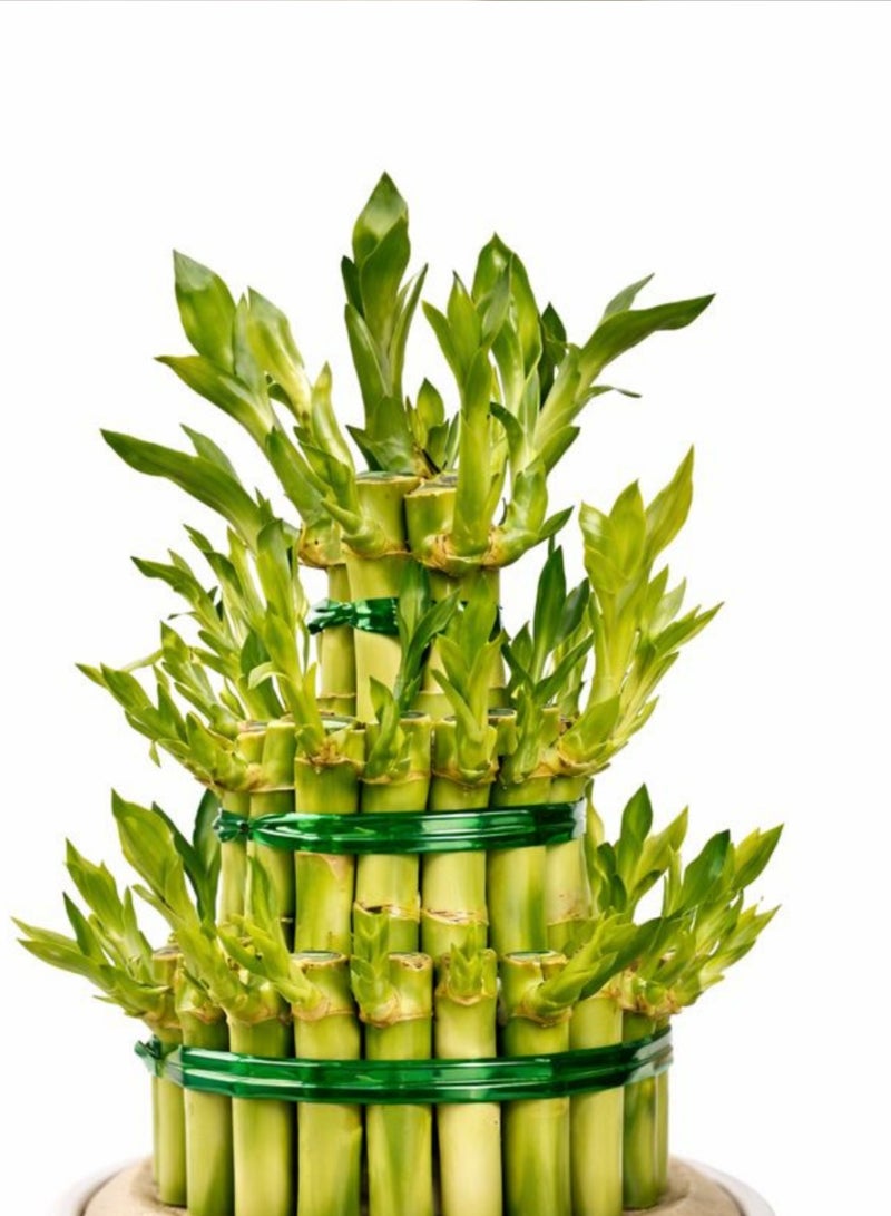 نبات الخيزران المحظوظ الطازج للاستخدام الداخلي (ارتفاع 12-20 سم) | تنسيق نبات الخيزران الحي | خيزران فنغ شوي | نبات ديكور منزلي ومكتبي سهل العناية - Image 2